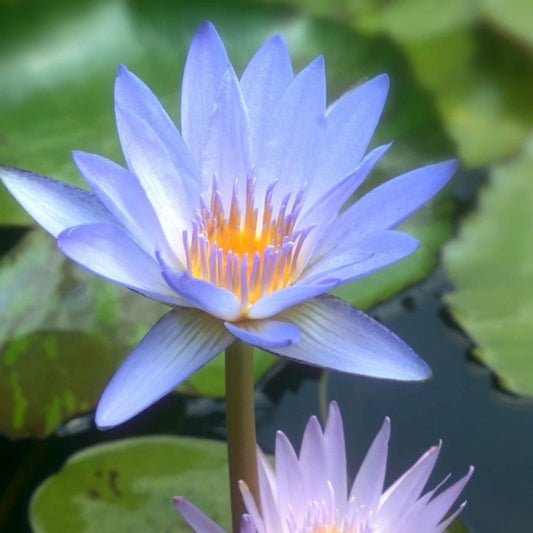 Blue Lotus for stress relief and vivid dreaming