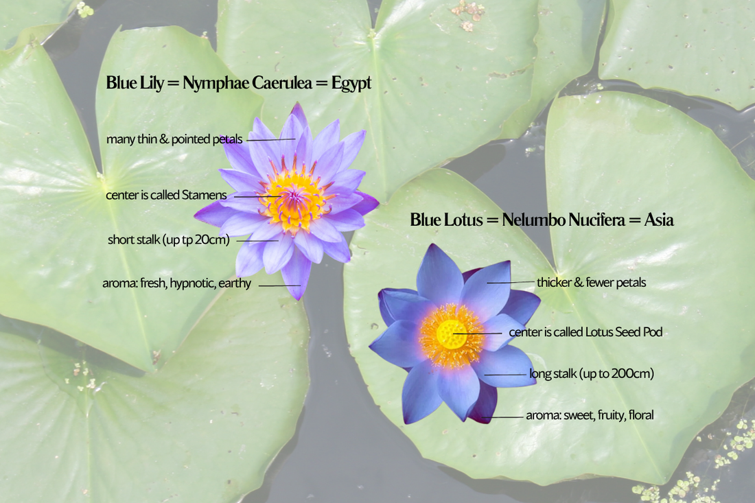 Blue Lotus Blue Lily Difference