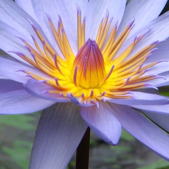 blue lily | blue lotus