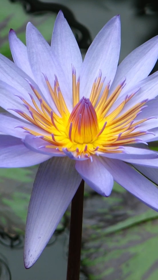 blue lotus Nymphaea caerulea blooming with the sun