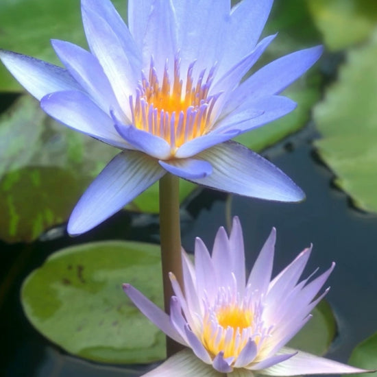 blue lotus flower opening and closing