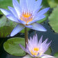 blue lotus flower opening and closing