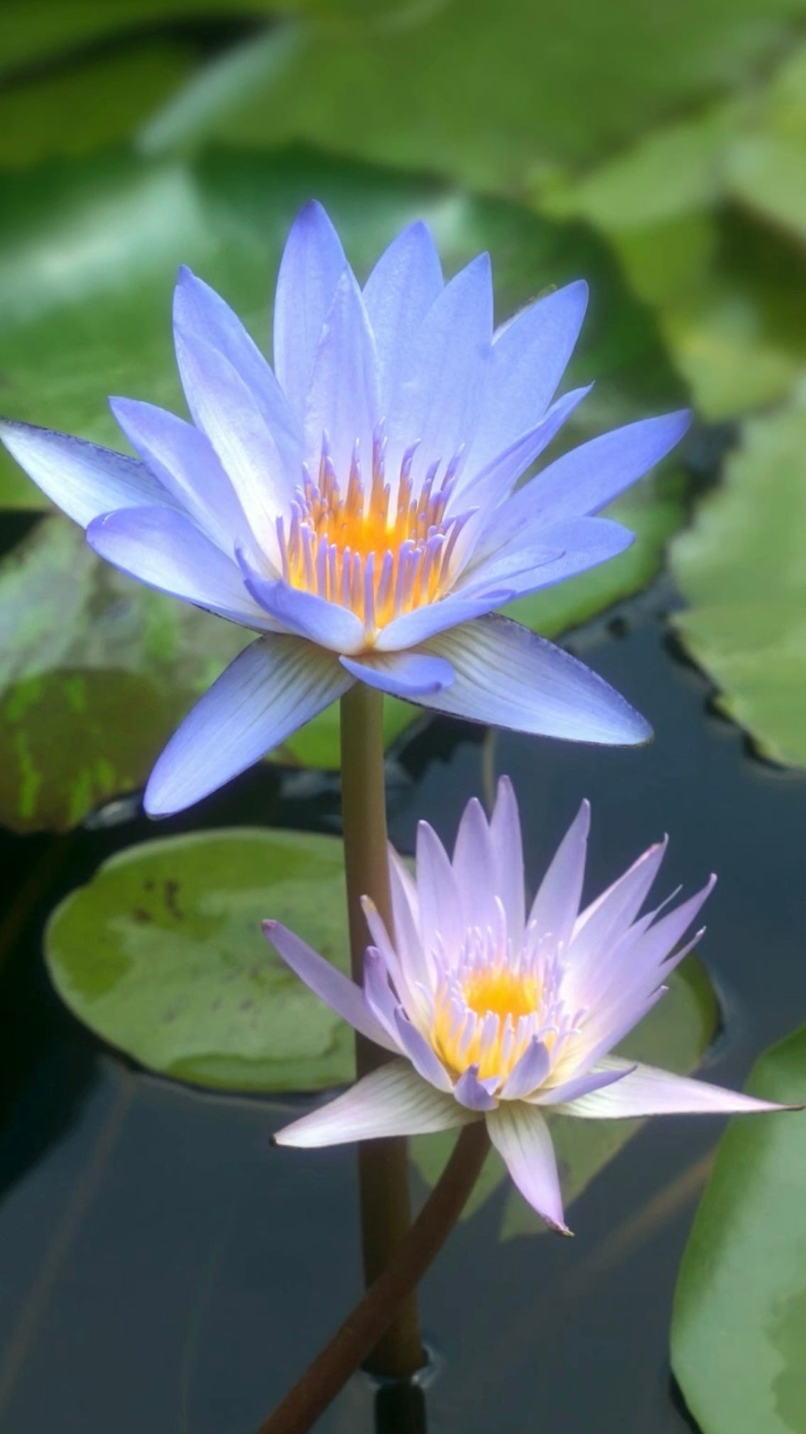blue lotus flower opening and closing
